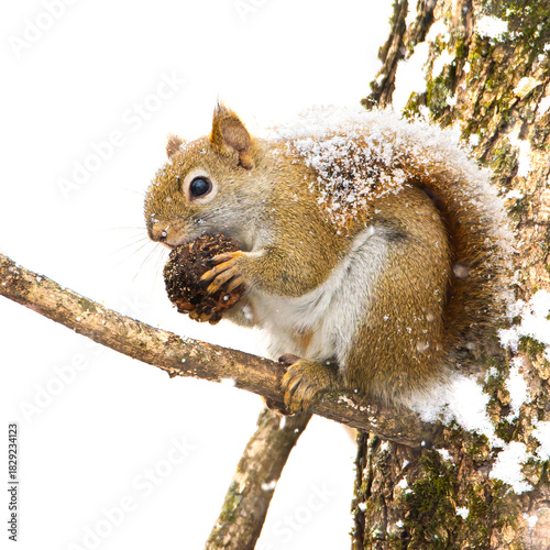 A snow-covered eastern fox squirrel, Sciurus niger, perched in a tree chewing on a walnut