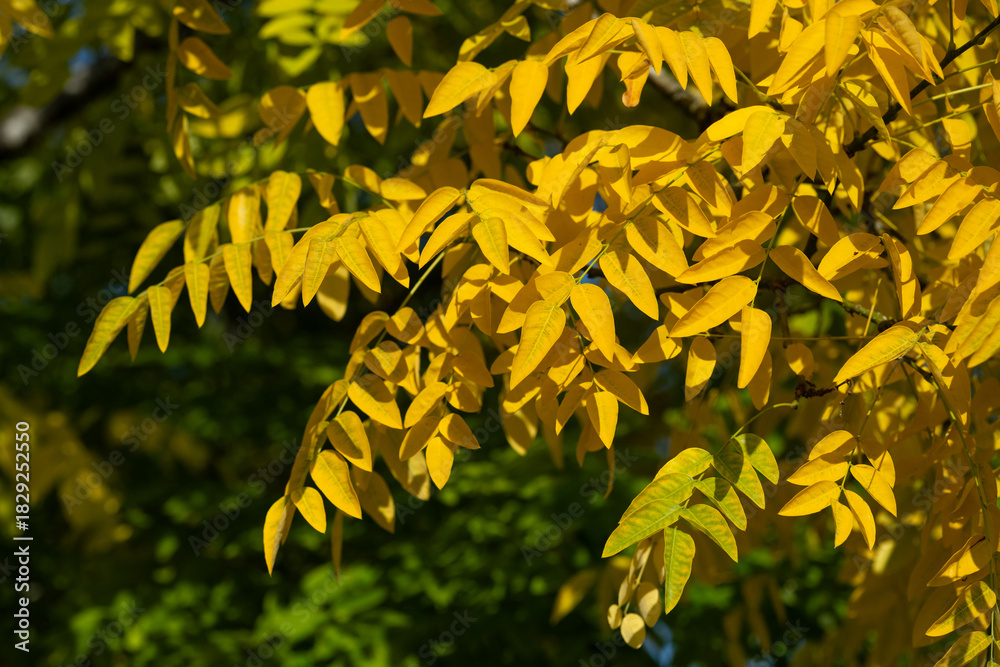 Ταπετσαρία Vibrant yellow fall color on a Golden Locust, Robinia pseudoacacia 'Frisia', tre