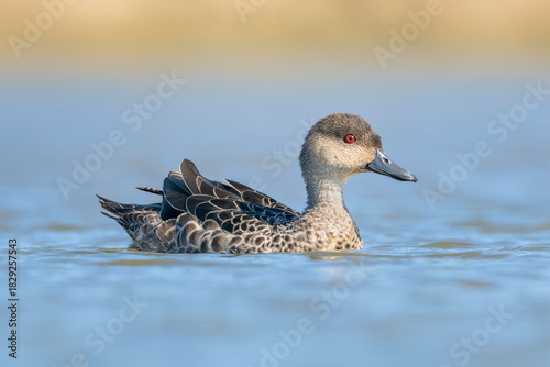 Simple portrait of a wild grey teal (Anas gracilis) floating on water at a wetland isolated against a blurred background