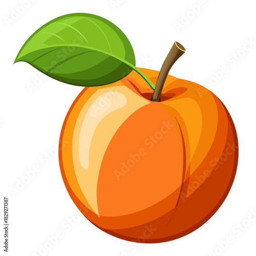 vector illustration o apricot fruit