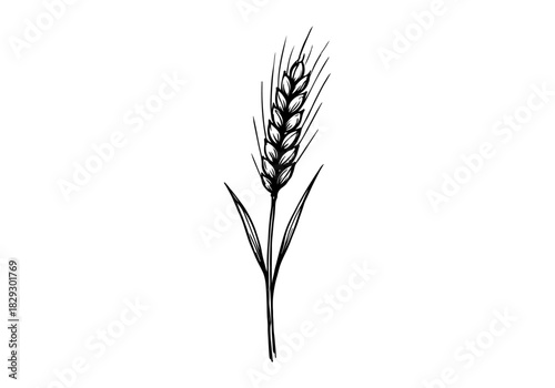 Wheat hand drawn simple sketch vector illustration