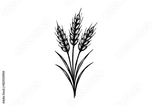 Wheat hand drawn simple sketch vector illustration