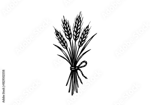Wheat hand drawn simple sketch vector illustration