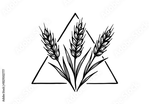 Wheat hand drawn simple sketch vector illustration