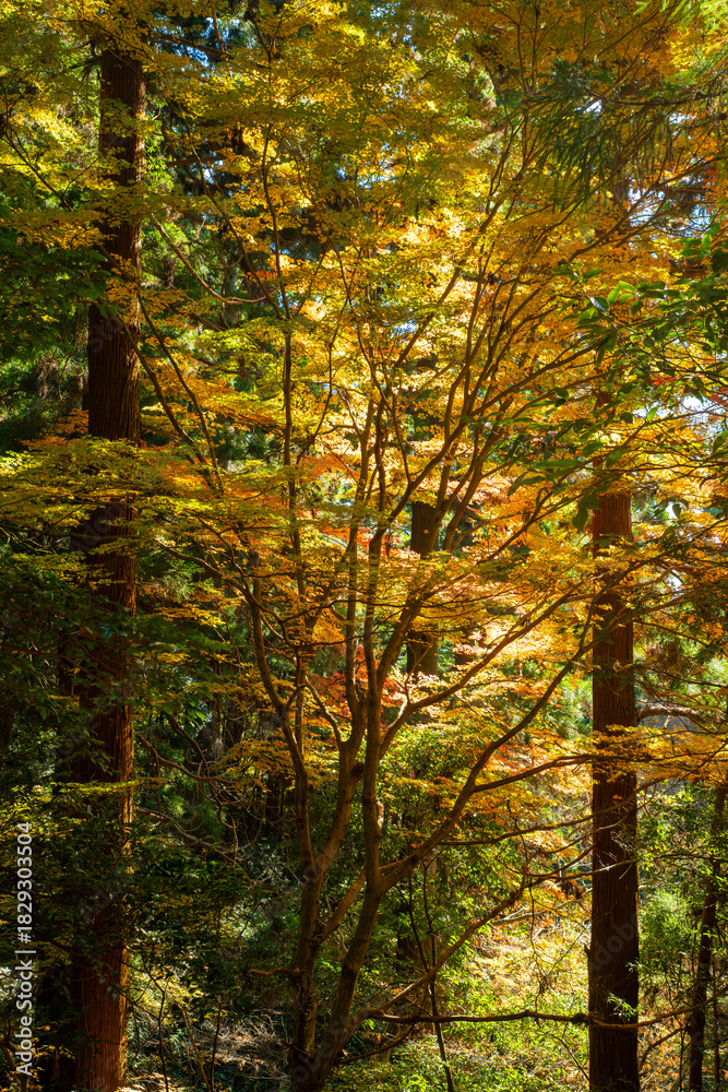 Naklejka premium 森林の中の紅葉