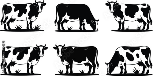 Illustrative set of different black and white cows standing, grazing, and facing various directions