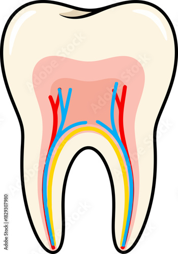 Detailed illustration of a healthy human tooth highlighting internal structures including pulp and nerves with clear visual cues on dental anatomy