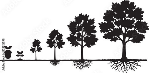 Tree growth stages with roots, from seed to mature plant, isolated on