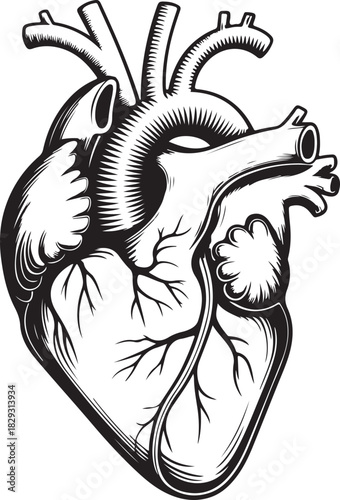 Anatomical illustration of human heart in vector format