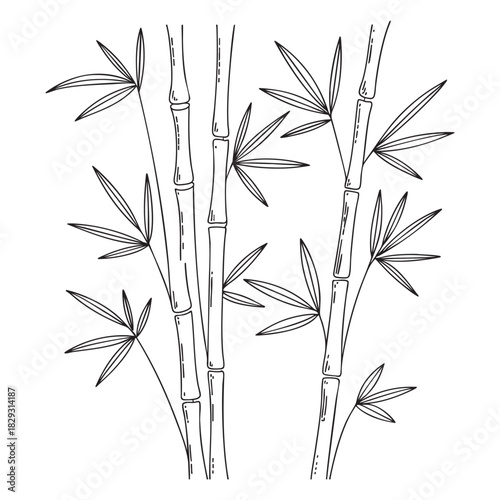 Black and white line art illustration of bamboo stalks and leaves plant stem