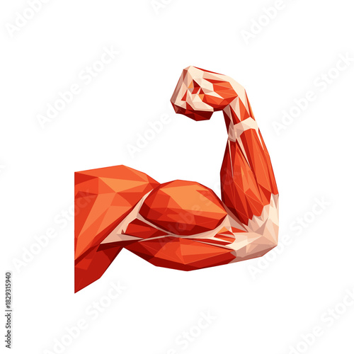 Polygonal arm muscles isolated on transparent background