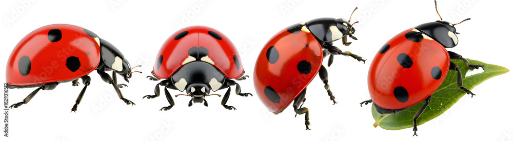 Fototapeta premium Four ladybugs in a row, three standing and one on a leaf, all with red shells and spots, close up view on transparent background