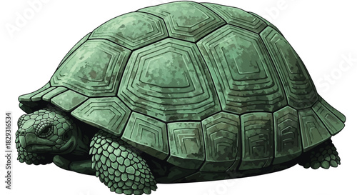 Textured Olive Green Turtle Shell Close-up Background