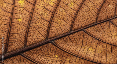 Close-up Macro Texture of a Dried Brown Leaf with Veins
