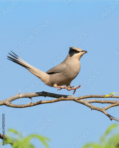 Grey male Hypocolius landing on a acacia tree, Bahrain
