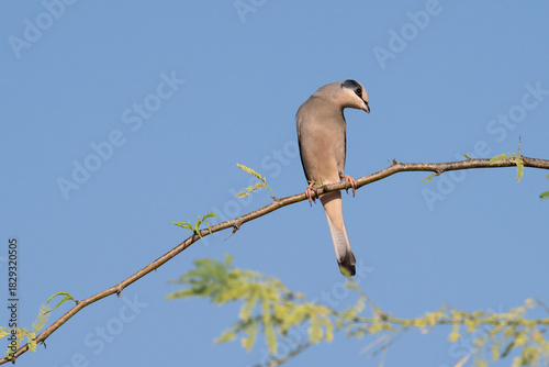 Grey male Hypocolius perched on acacia tree, Bahrain