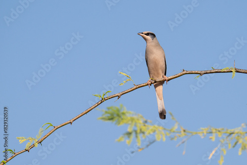 Grey male Hypocolius perched on acacia tree, Bahrain