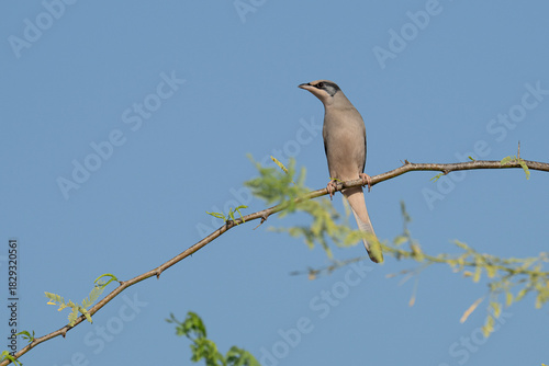 Grey male Hypocolius perched on acacia tree, Bahrain