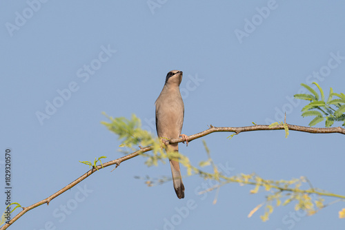 Grey male Hypocolius perched on acacia tree, Bahrain