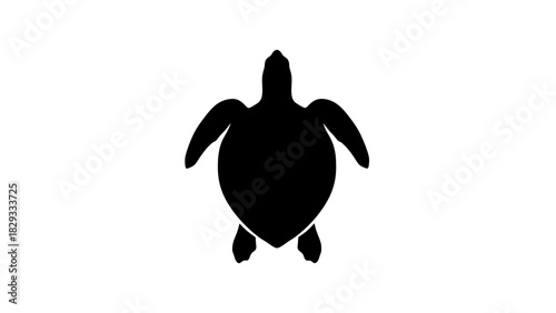 Black turtle from top view, swimming or crawling, isolated white background