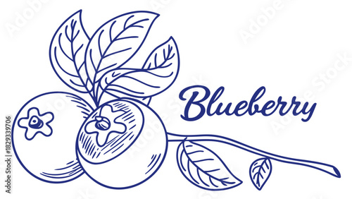 Delightful blueberry illustration for healthy recipes and vibrant summer designs, perfect for packaging, menus, and promoting fresh, natural flavors