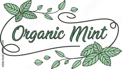 Elegant organic mint logo design for a fresh, natural brand identity, perfect for herbal teas, spa products, and eco-friendly packaging, a botanical vector art