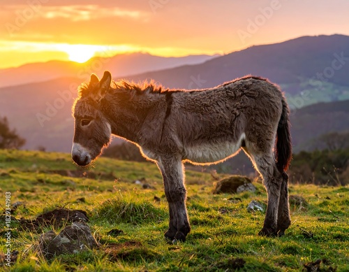 An adorable donkey, silhouetted by a golden sunset, stands on a grassy hillside
