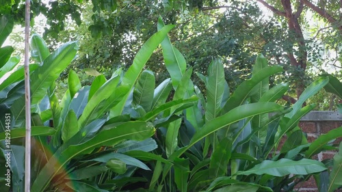 Slow-motion leaves swaying gently in the breeze beneath a shady tree—calm, lush, and serene nature. 