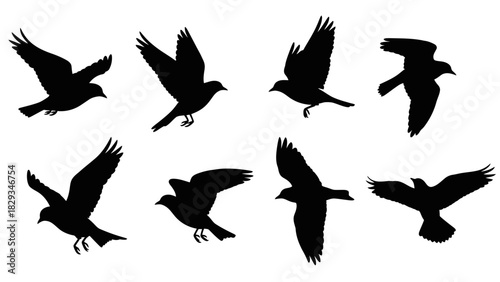 Diverse silhouettes of birds in flight against a white background depicting freedom and movement