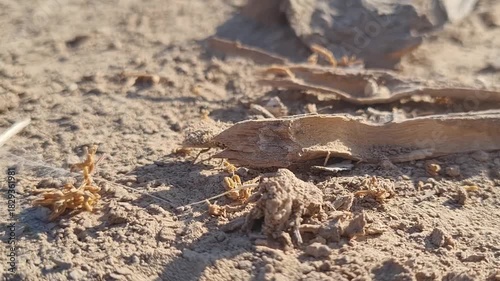 sand bear wolf spider at the desert around The White Lady rock painting, Namibia