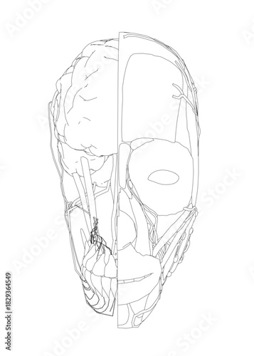 Anatomical drawing of a human head revealing the detailed structure of the brain and surrounding musculature on a clean white background.