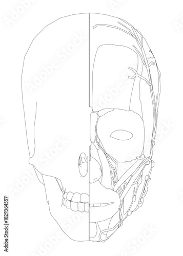 A detailed anatomical drawing of a human skull reveals the intricate structure of the cranium, brain cavity, and facial bones.