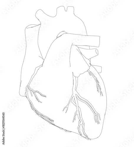 Human heart contour drawing in black and white, featuring detailed veins and arteries on a plain white background.