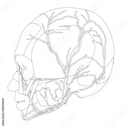 Human skull anatomical drawing showing detailed brain structure and facial muscles. Medical illustration for educational or scientific use.