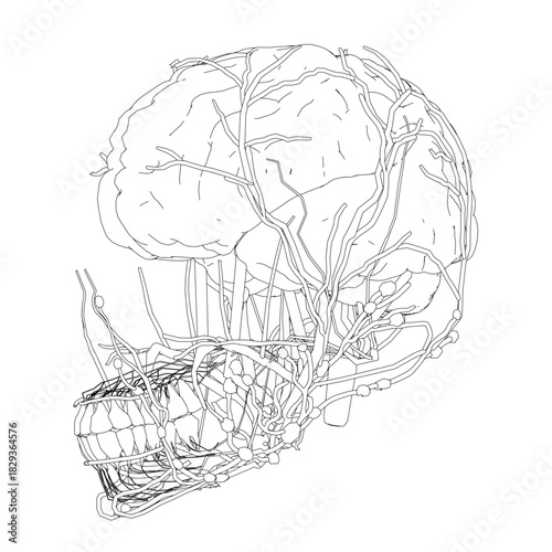 Sketch of a human brain showing detailed anatomy, including lobes and neural pathways, within a head outline.