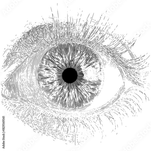 Detailed eye drawing illustration of human eye with eyelashes and iris for medical or artistic use