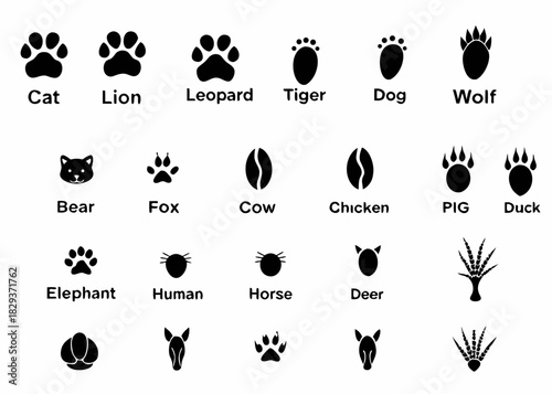 Collection of animal paw prints and footprints with labels