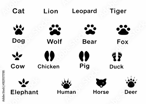 Collection of animal paw prints and footprints with labels