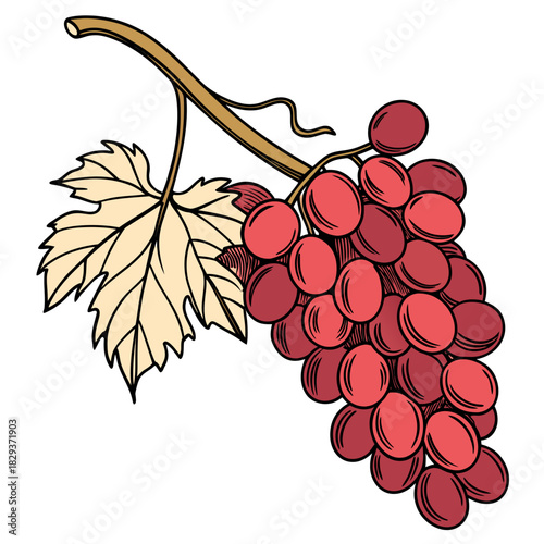 red grape vector