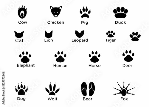 Collection of animal and human footprints and paw prints