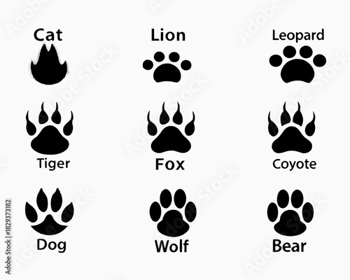 Collection of animal paw prints and footprints labeled cat lion leopard tiger fox coyote dog wolf bear