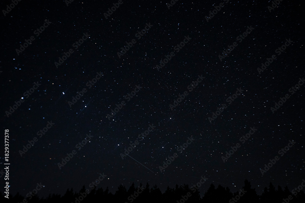 Fototapeta premium starry sky and forest at night