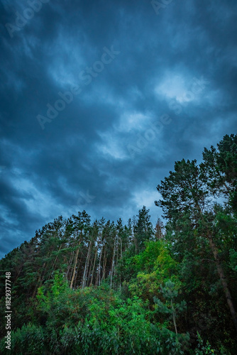 dark clouds over a pine forest