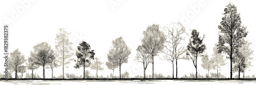 Monochrome line drawing of diverse trees with textured foliage and trunks forest nature