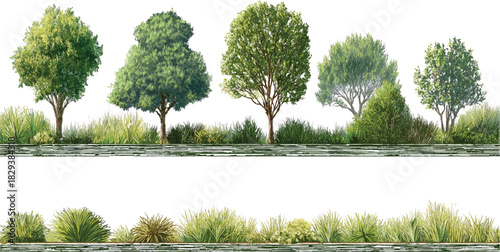 Diverse green trees and shrubs arranged in two horizontal bands with white background bush foliage