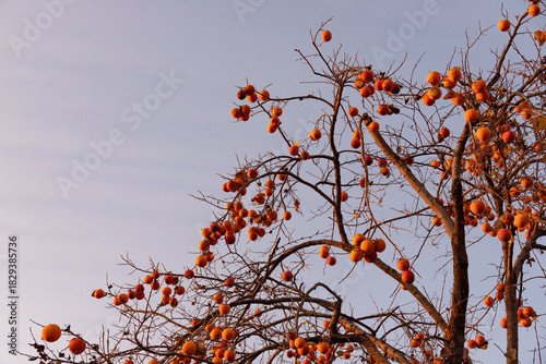 Yellow persimmons on trees against a blue sky.