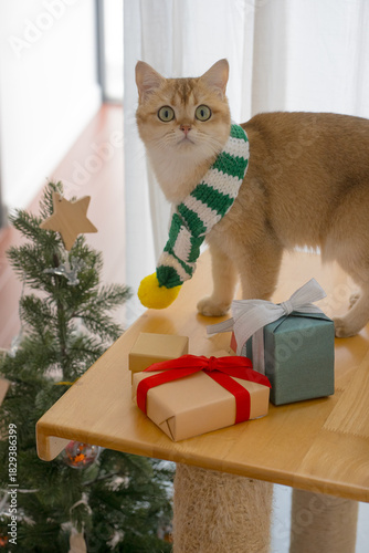 winter holiday and cat concept with british cat wear silk scarf and play with pine and christmas tree decorate and gift box background