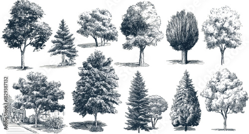 Collection of detailed ink sketch illustrations of various deciduous and coniferous trees on a white background