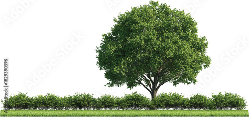 A lush green deciduous tree stands behind a row of manicured bushes and green grass leaves foliage