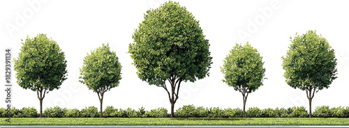 Five green trees and manicured bushes in a row against a white background nature plant